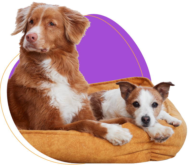 5 star stay for your pet
