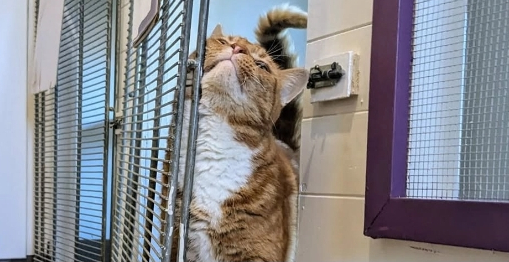 Air conditioned indoor kennels thumbnail