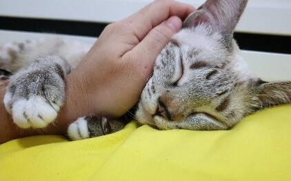 Another reason to join cat image