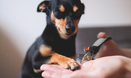Bath nail trim services image