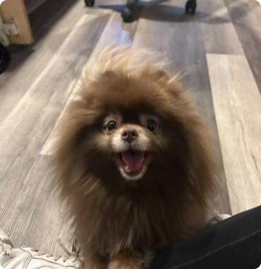 Big cute hair dog