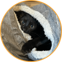 Cat boarding image