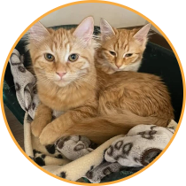 Cat boarding thumbnail image