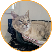Cat boarding thumbnail