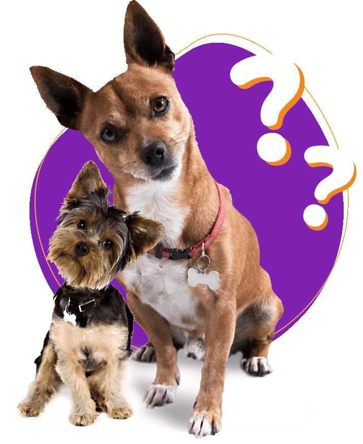 Confused dogs image