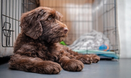 Cozy indoor kennels thumbnail