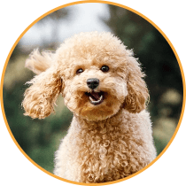 Dog boarding image