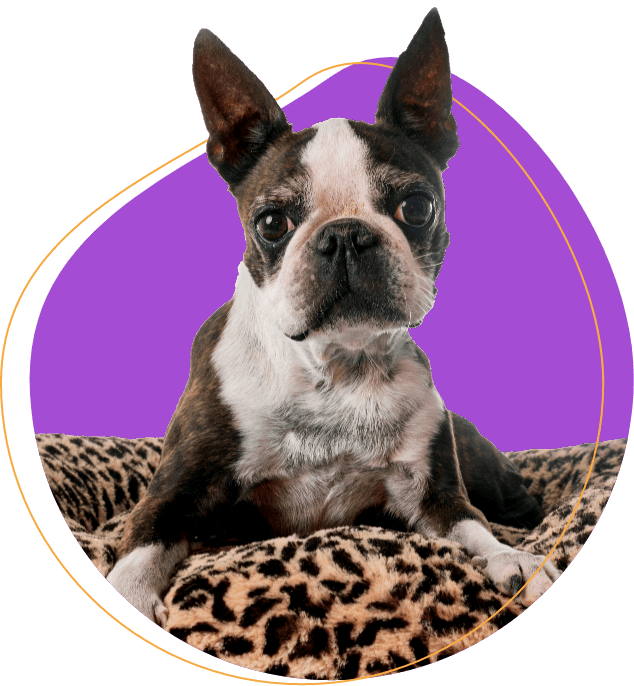 Dog boarding introduction image