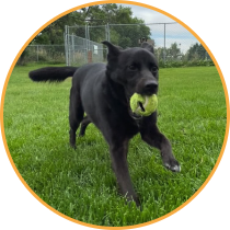 Dog boarding thumbnail image