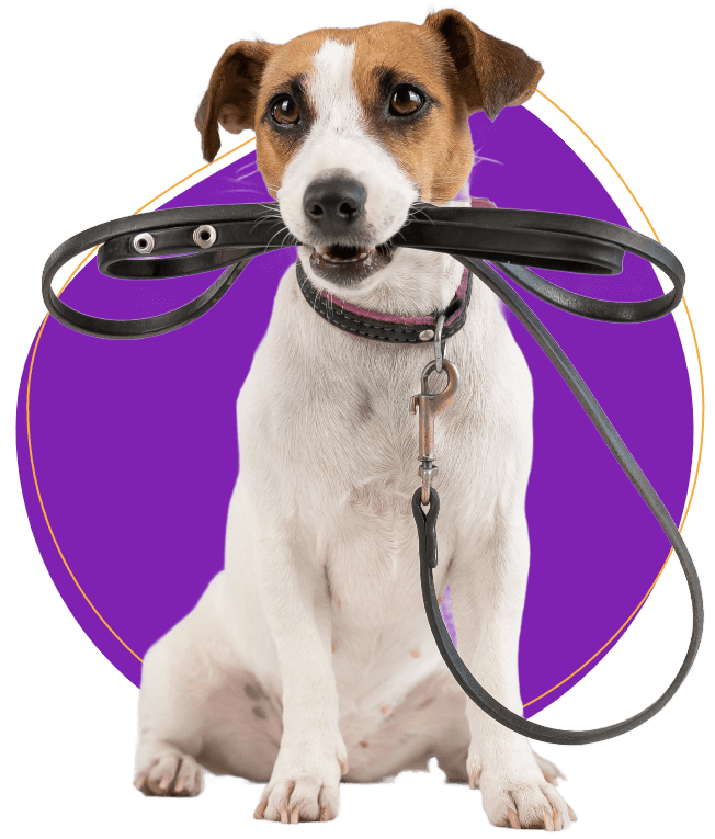 Dog ready for a tour image