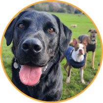 Doggy daycare image