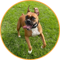 Doggy daycare thumbnail