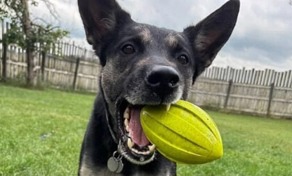 Fenced exercise yard thumbnail