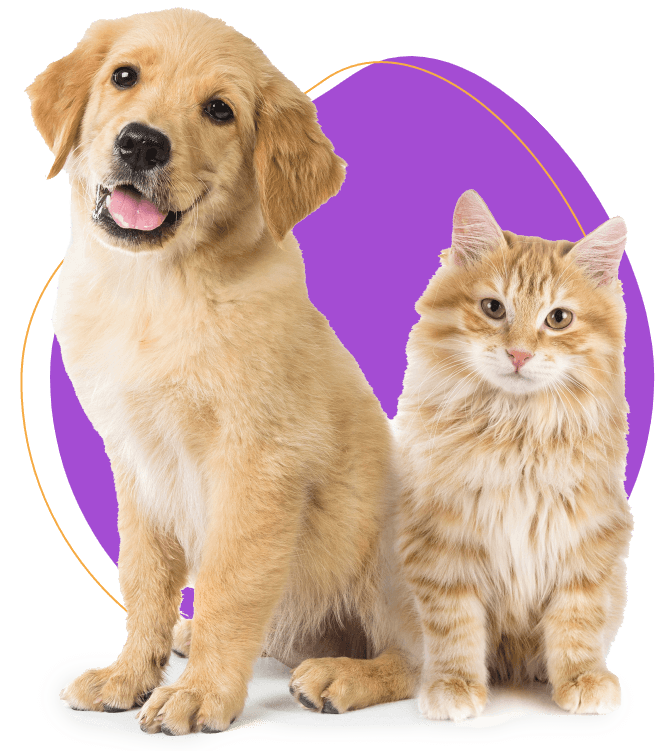 Friendly cat and dog image