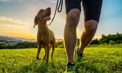 Individual staff walks playtime image