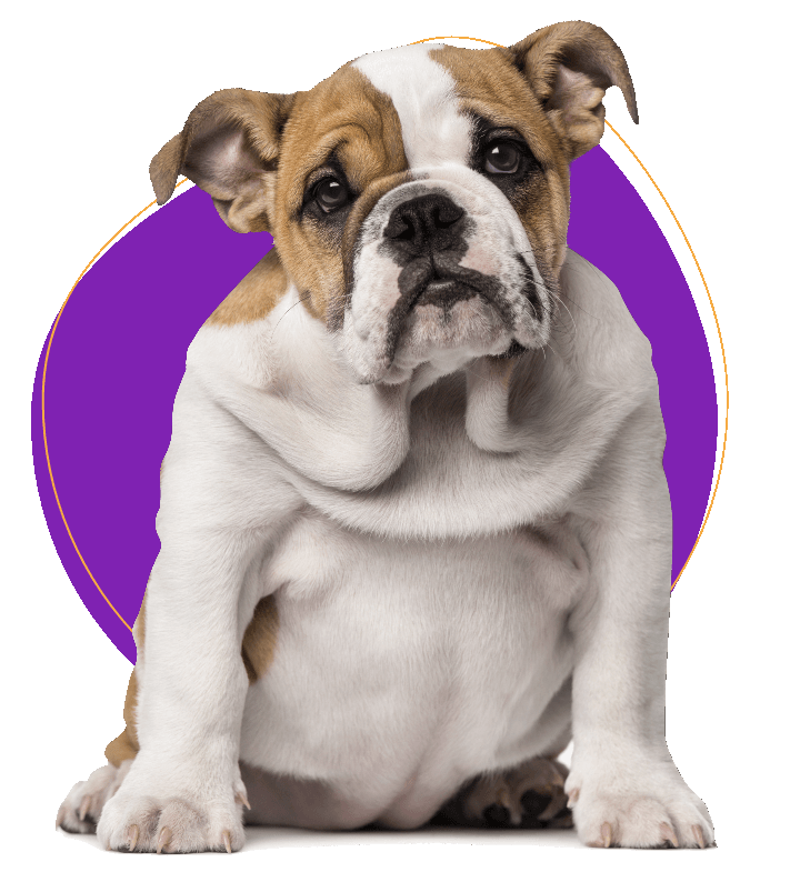 Kind pet special services image