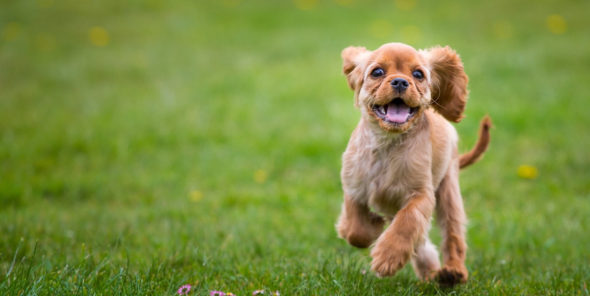 Little dog happy with daycare services image