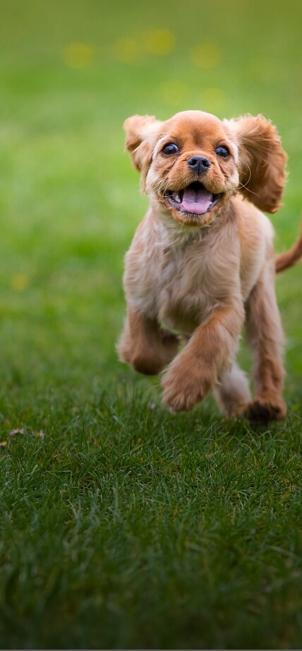 Little dog happy with daycare services sm image