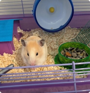 Mouse eating image