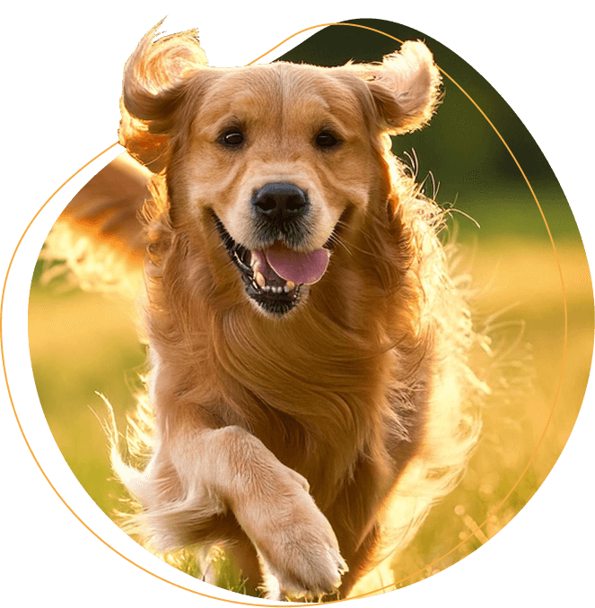 Outdoor advantures for dogs image