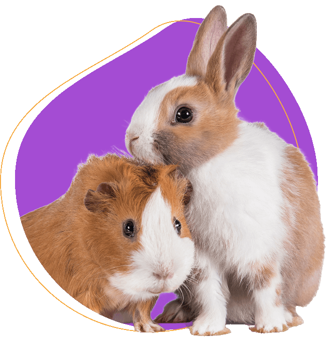 Pet boarding rabbits image