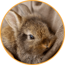 Pocket pet boarding image
