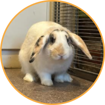 Pocket pet boarding thumbnail image