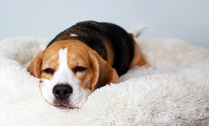 Private cozy kennels image