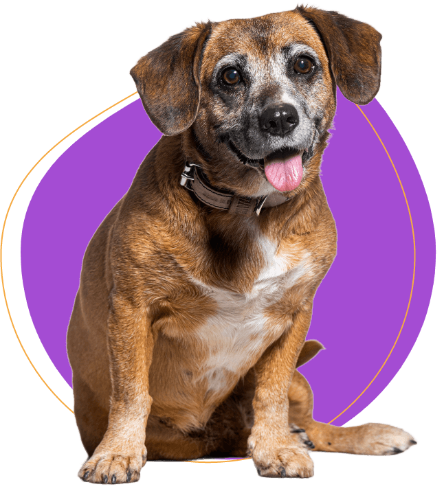 Senior pets speciliazed image
