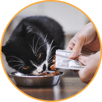 Special diets raw food card image