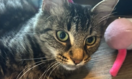 Specialized feline medical care thumbnail 1