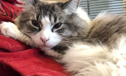 Specialized feline medical care thumbnail