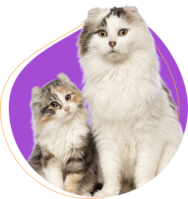 Two cats looking to someone image