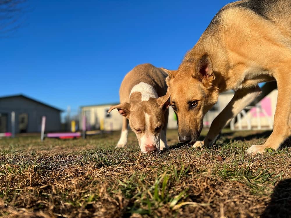 First Day at Doggy Daycare