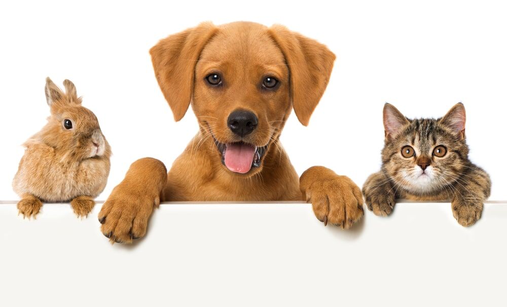 Pet Boarding if Planning for a Trip