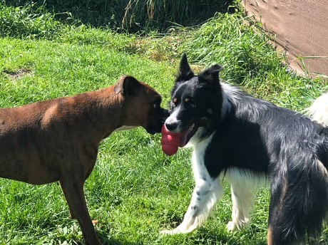 Doggy Daycare in Leduc