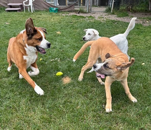 Dog Boarding Services