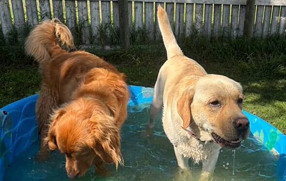 Dog Boarding for Nervous Pet