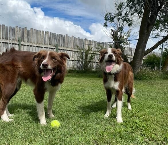 Senior Dog Boarding