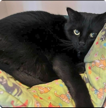 Black cat with green eyes thumbnail