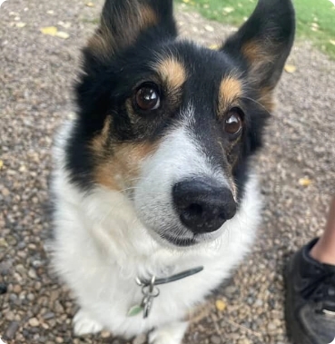 Close view white dog with beautiful face image