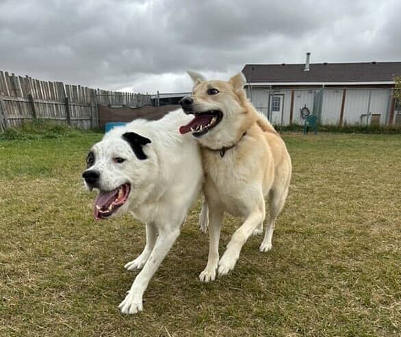 Doggy Daycare in Leduc