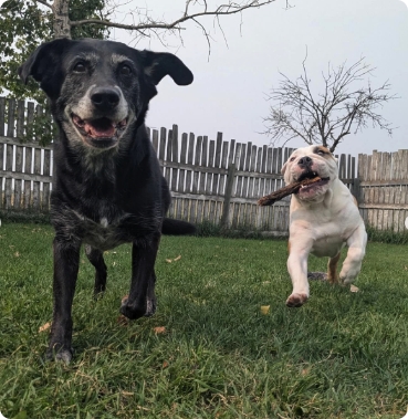 Dogs playing in the yard thumbnail