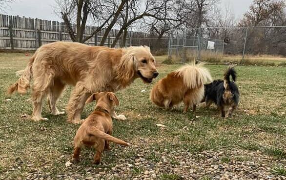 Pet Boarding During Holiday Season