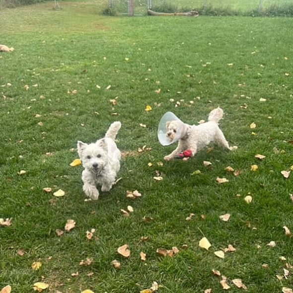Small Dogs Boarding in Leduc