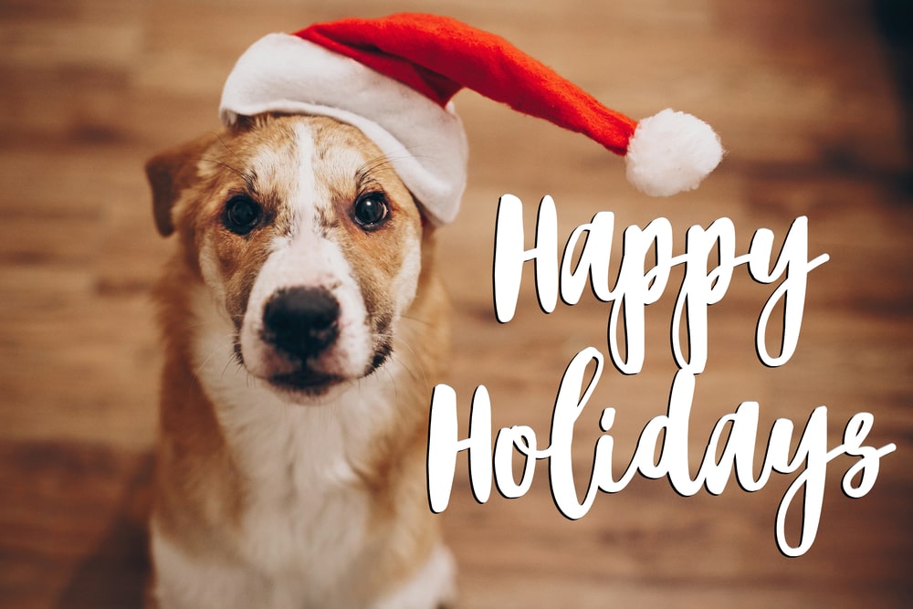 Happy Holidays from Country Kennels