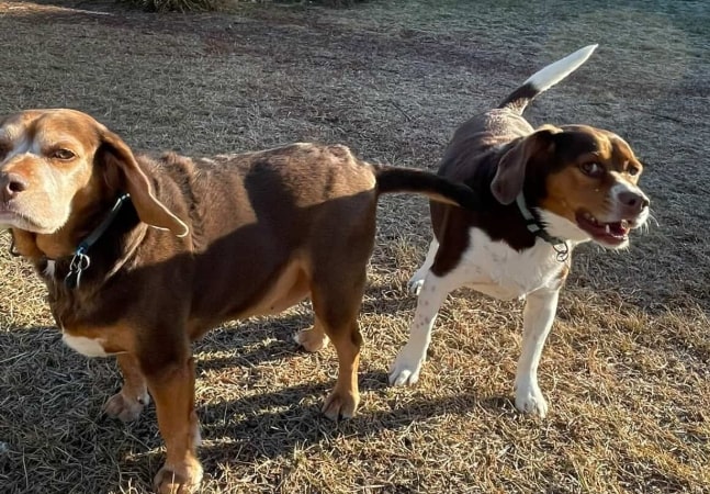 Doggy Daycare in Leduc County