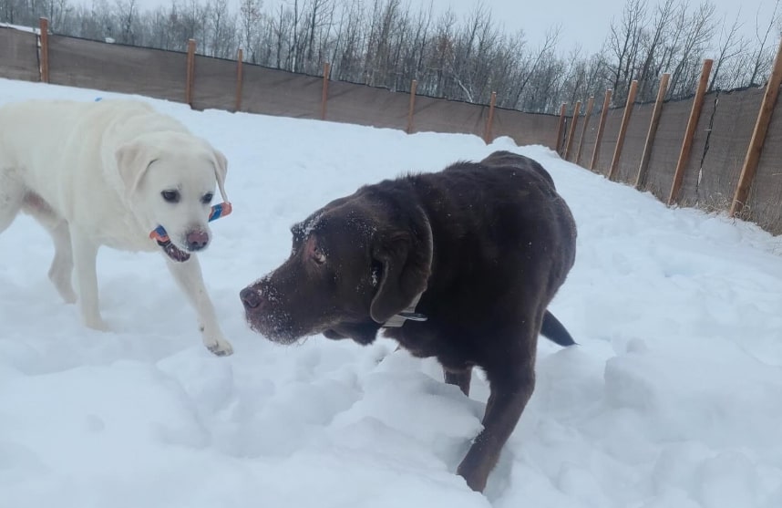 Doggy Daycare in Winters
