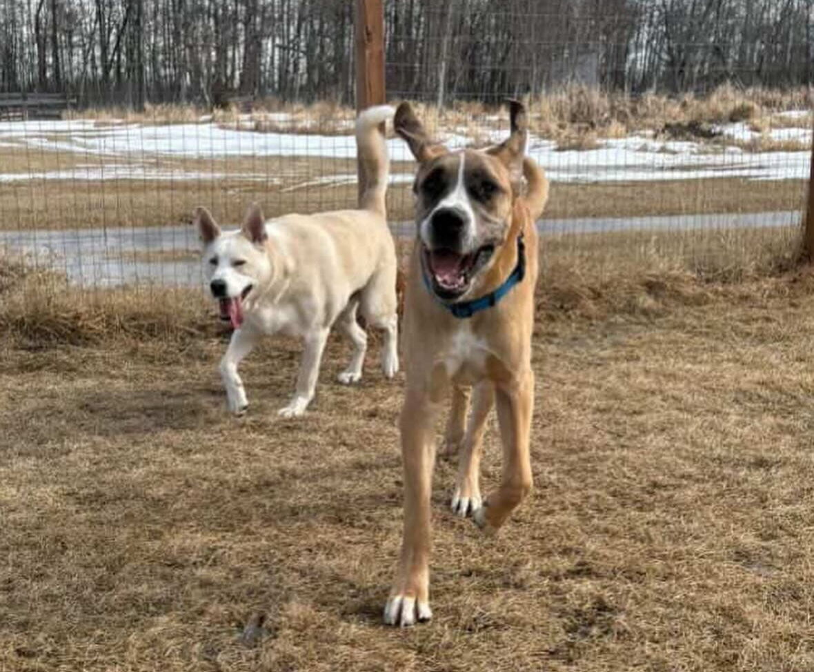 Dog Boarding in Leduc County