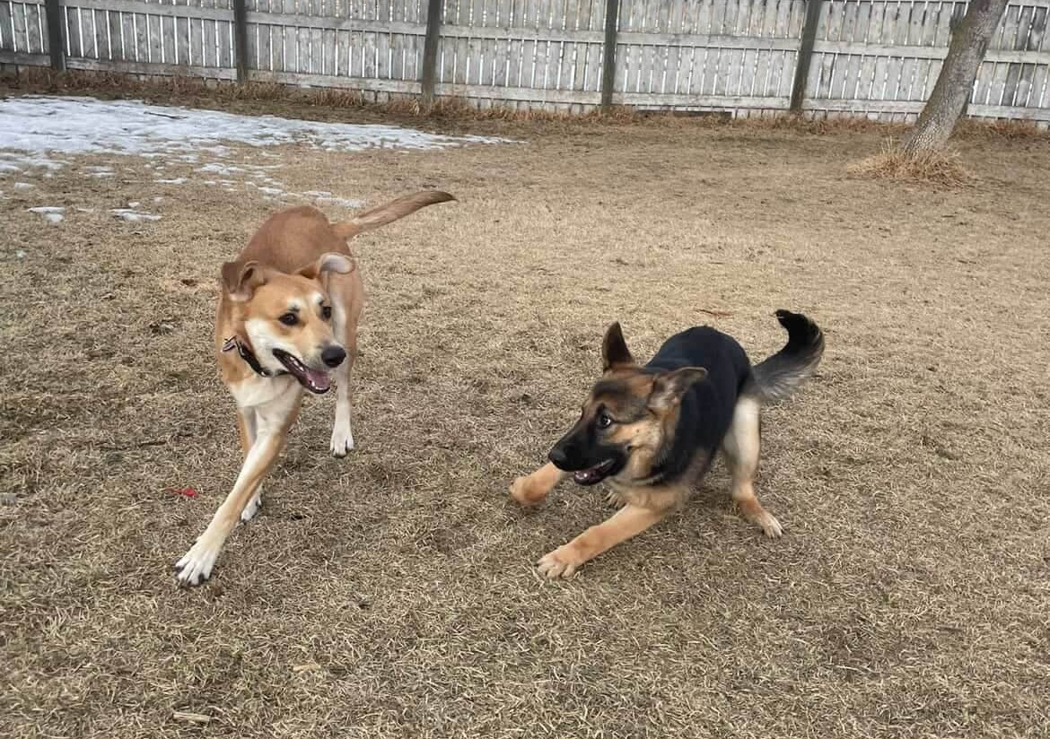 Doggy Daycare in Leduc County